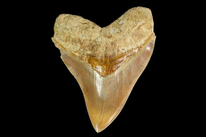 Serrated, Fossil Megalodon Tooth - West Java, Indonesia #148968